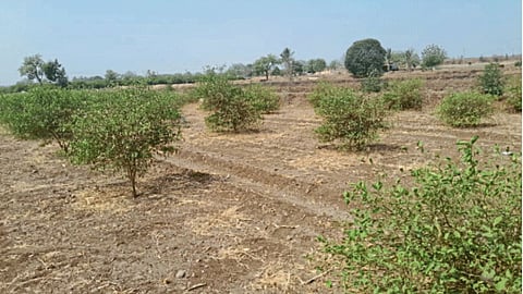 Orchard 