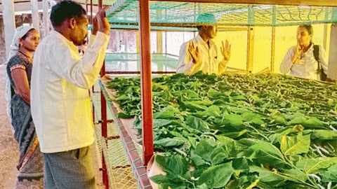 Silk Farming