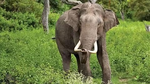 'Madhuri' the Elephant
