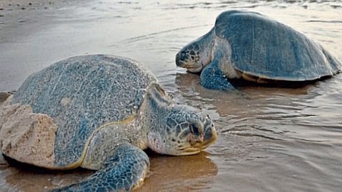 Turtle Conservation