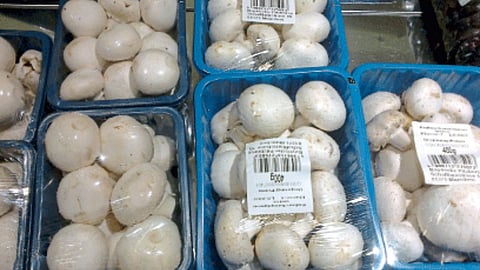 Mushroom