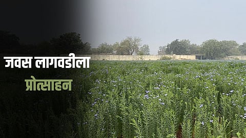Leenseed Cultivation