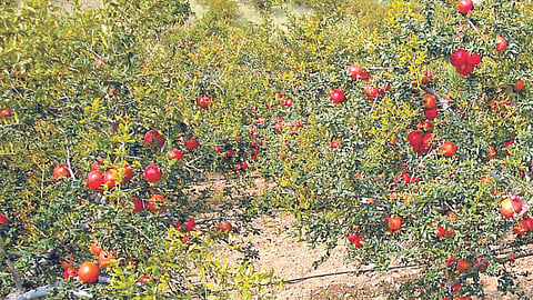 Pomegranate 