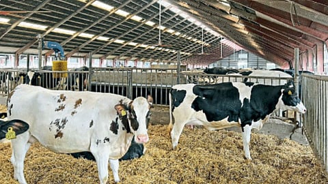 Dairy Industry
