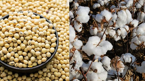Cotton and Soybean