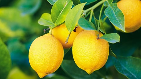 Lemon 