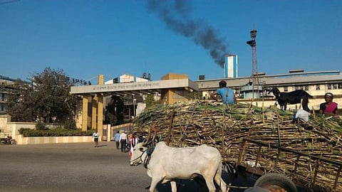 Sugarcane Harvesting Season