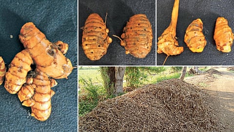 Turmeric