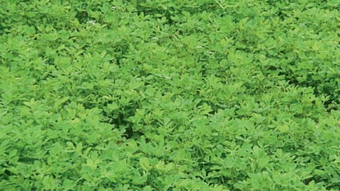 Summer Crop