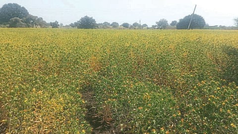 Kardai  Crop