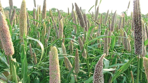 Bajari Crop