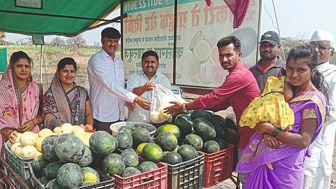Watermelon Farming 
