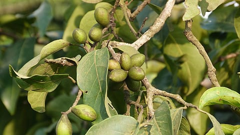 Hirda