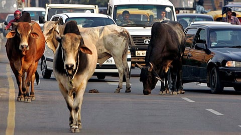 Stray Cow
