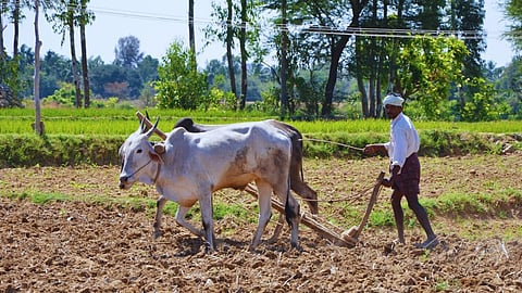 Summer Sowing