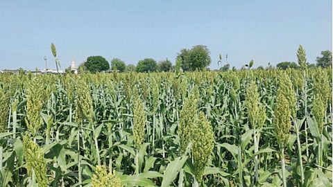 Summer Crop 
