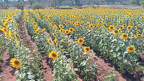 Sunflower 