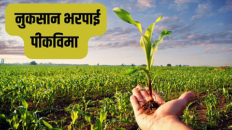 Crop Insurance