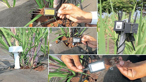 Sugarcane Farming