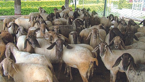 Sheep 