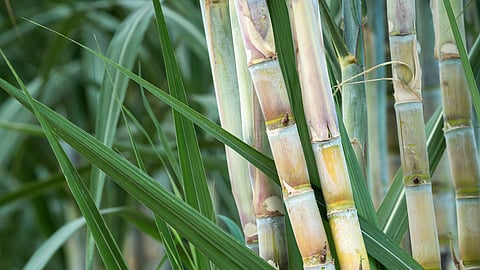 Sugarcane 