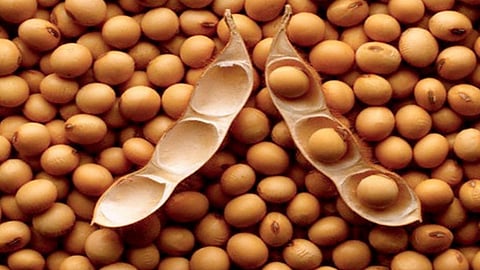 Soybean 