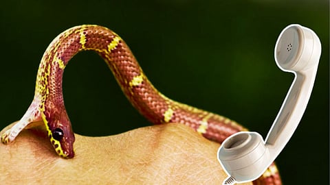 Snakebite 