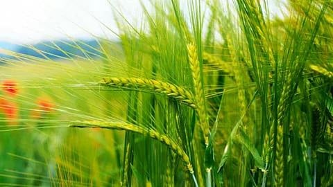 Wheat Production