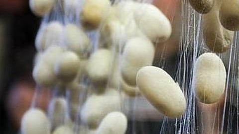 Silk Cocoon 