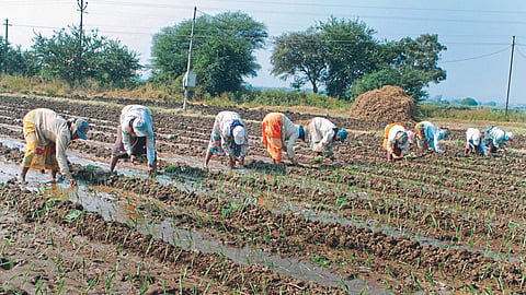 Onion Cultivation