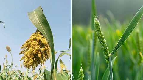 Wheat And Jowar Crop