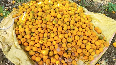 Orange 