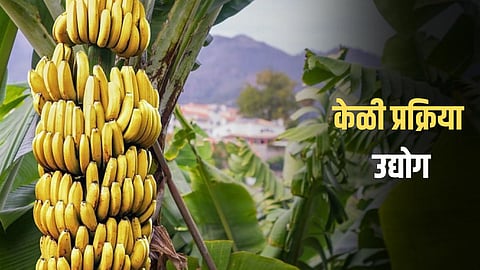 Banana Processing Industry