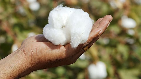 Cotton 