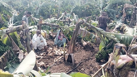 Crop Damage