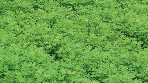Summer Crop