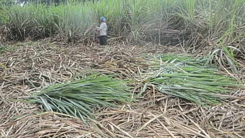 Sugarcane Season 