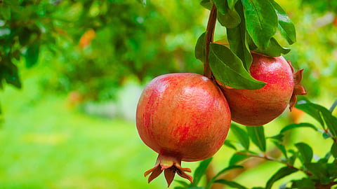 Pomegranate Fruit