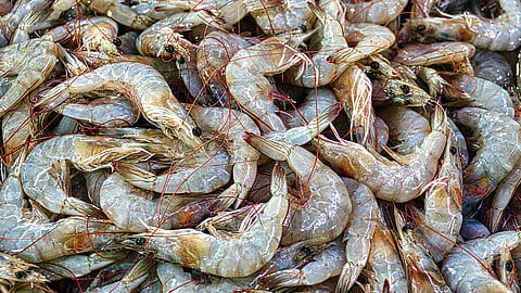 Prawns 