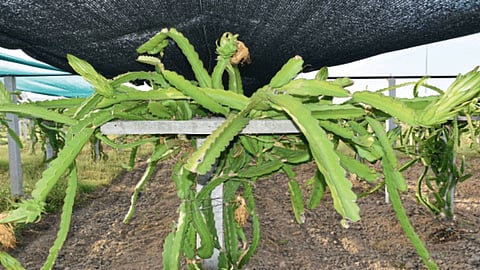 Dragon Fruit