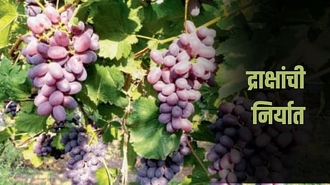 Grape Market