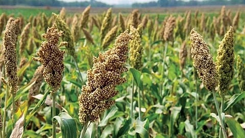 Jowar