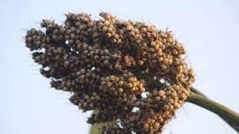 Sorghum Crop Crisis