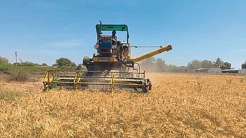 Wheat Harvesting 