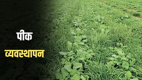 Crop Management