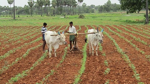Summer Sowing