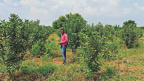 Apple Farming 