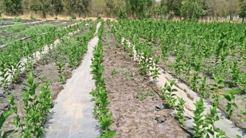 Mulberry Orchard