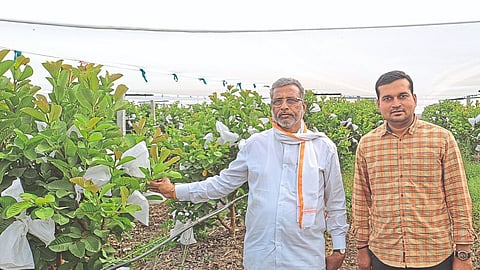 Guava Farming 