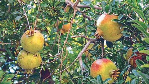 Pomegranate 